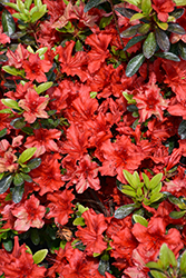 Girard's Hot Shot Azalea (Rhododendron 'Girard's Hot Shot') at English Gardens