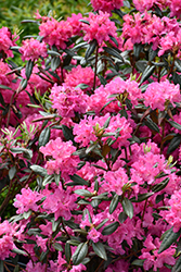 Landmark Rhododendron (Rhododendron 'Landmark') at English Gardens