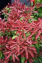 Mountain Fire Japanese Pieris (Pieris japonica 'Mountain Fire') at English Gardens