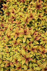 Poprocks Rainbow Fizz Spirea (Spiraea japonica 'Matgold') at English Gardens