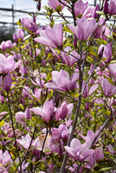 Jane Magnolia (Magnolia 'Jane') at English Gardens