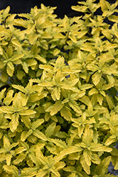 Sunshine Blue II Caryopteris (Caryopteris incana 'SMNCVH') at English Gardens