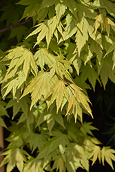 Final Fire Maple (Acer 'IslFinFi') at English Gardens