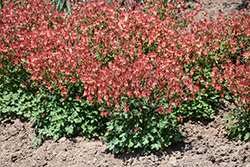 Little Lanterns Columbine (Aquilegia canadensis 'Little Lanterns') at English Gardens