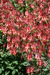 Little Lanterns Columbine (Aquilegia canadensis 'Little Lanterns') at English Gardens