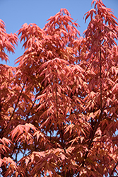 First Flame Maple (Acer 'IslFirFl') at English Gardens