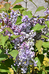 Scentara Double Blue Lilac (Syringa x hyacinthiflora 'SMNSHBBL') at English Gardens
