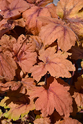 Pumpkin Spice Foamy Bells (Heucherella 'Pumpkin Spice') at English Gardens