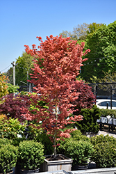 First Flame Maple (Acer 'IslFirFl') at English Gardens
