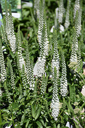 White Wands Speedwell (Veronica 'White Wands') at English Gardens