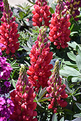 Westcountry Red Rum Lupine (Lupinus 'Red Rum') at English Gardens