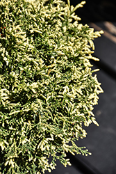 Mariesii Hinoki Falsecypress (Chamaecyparis obtusa 'Mariesii') at English Gardens