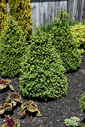 Green Mountain Boxwood (pyramid form) (Buxus 'Green Mountain (pyramid)') at English Gardens