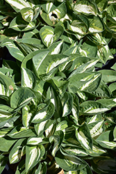 Pandora's Box Hosta (Hosta 'Pandora's Box') at English Gardens