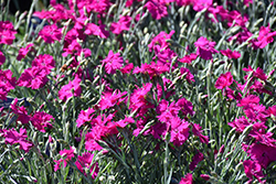 Neon Star Pinks (Dianthus 'Neon Star') at English Gardens