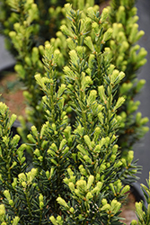 Hill's Yew (Taxus x media 'Hillii') at English Gardens