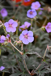 Boom Chocolatta Cranesbill (Geranium pratense 'Boom Chocolatta') at English Gardens
