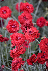 Fruit Punch Maraschino Pinks (Dianthus 'Maraschino') at English Gardens