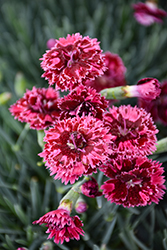 Fruit Punch Black Cherry Frost Pinks (Dianthus 'Black Cherry Frost') at English Gardens