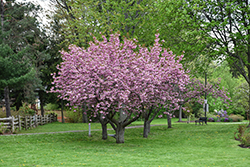 Kwanzan Flowering Cherry (Prunus serrulata 'Kwanzan') at English Gardens