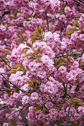 Kwanzan Flowering Cherry (Prunus serrulata 'Kwanzan') at English Gardens