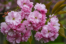 Kwanzan Flowering Cherry (Prunus serrulata 'Kwanzan') at English Gardens