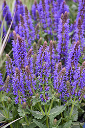 Sallyrosa April Night Meadow Sage (Salvia nemorosa 'DSALRS203') at English Gardens