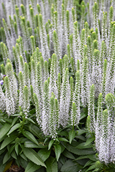 Snow Candles Spike Speedwell (Veronica spicata 'Joca128') at English Gardens