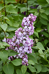 Belle de Nancy Lilac (Syringa vulgaris 'Belle de Nancy') at English Gardens