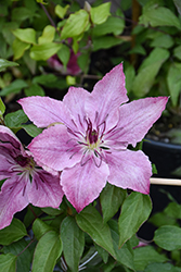 Sarah Elizabeth Clematis (Clematis 'Evipo098') at English Gardens