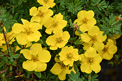 Happy Face Yellow Potentilla (Potentilla fruticosa 'Lundy') at English Gardens