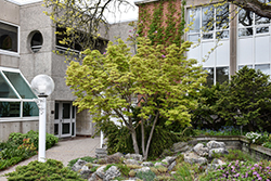 Coral Bark Japanese Maple (Acer palmatum 'Sango Kaku') at English Gardens