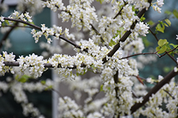 White Redbud (Cercis canadensis 'Alba') at English Gardens