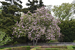 Jane Magnolia (Magnolia 'Jane') at English Gardens