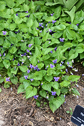 Wooly Blue Violet (Viola sororia) at English Gardens