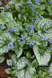 Sea Heart Bugloss (Brunnera macrophylla 'Sea Heart') at English Gardens