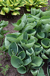 Abiqua Drinking Gourd Hosta (Hosta 'Abiqua Drinking Gourd') at English Gardens