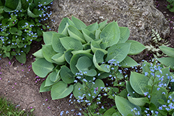 Prairie Sky Hosta (Hosta 'Prairie Sky') at English Gardens
