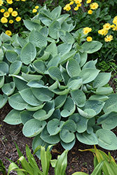 Prairie Sky Hosta (Hosta 'Prairie Sky') at English Gardens