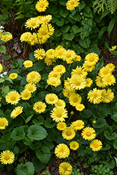 Little Leo Leopard's Bane (Doronicum 'Little Leo') at English Gardens