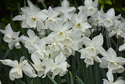 Tresamble Daffodil (Narcissus 'Tresamble') at English Gardens