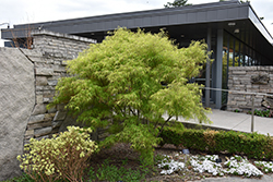 Koto No Ito Japanese Maple (Acer palmatum 'Koto No Ito') at English Gardens