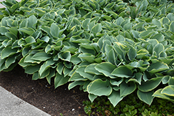 Regal Splendor Hosta (Hosta 'Regal Splendor') at English Gardens