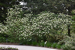 Alleghany Viburnum (Viburnum x rhytidophylloides 'Alleghany') at English Gardens