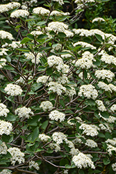 Alleghany Viburnum (Viburnum x rhytidophylloides 'Alleghany') at English Gardens