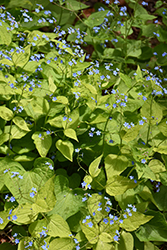 Diane's Gold Bugloss (Brunnera macrophylla 'Diane's Gold') at English Gardens