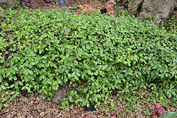 Purpleleaf Wintercreeper (Euonymus fortunei 'Coloratus') at English Gardens