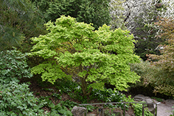 Golden Full Moon Maple (Acer shirasawanum 'Aureum') at English Gardens