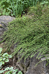 Tom Thumb Cotoneaster (Cotoneaster apiculatus 'Tom Thumb') at English Gardens