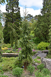 Gotelli Weeping Serbian Spruce (Picea omorika 'Gotelli Weeping') at English Gardens